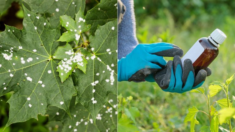 photo of plant disease