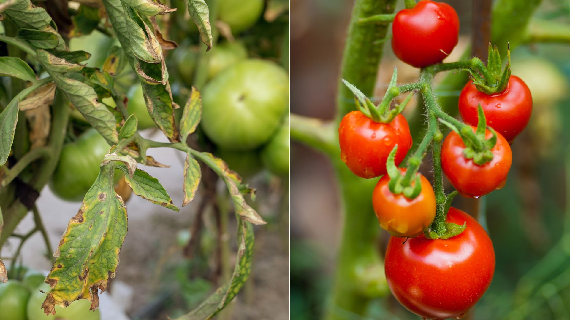 This Is Why Your Tomato Plant Leaves Turn Brown And What You Should Do To Fix It