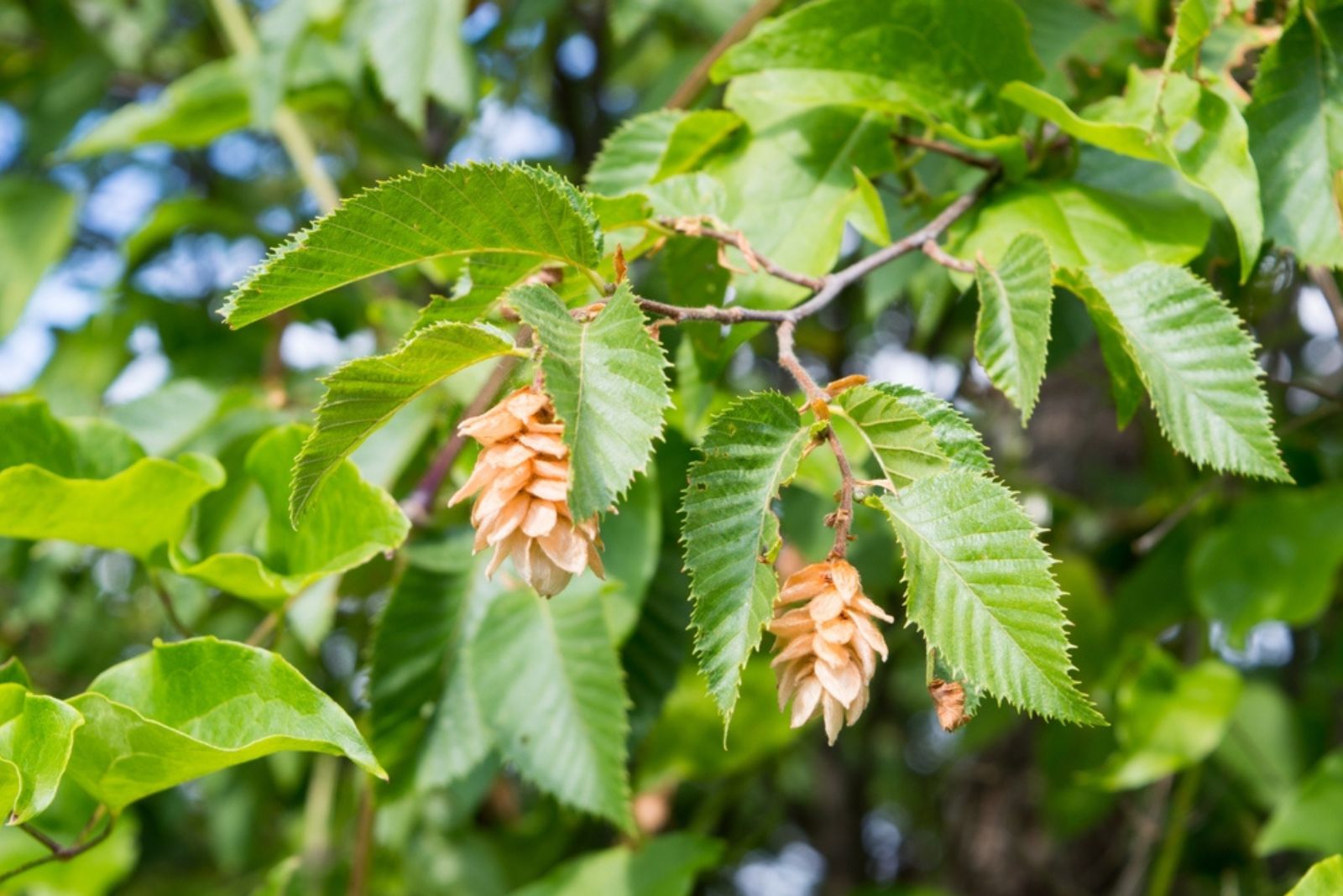 Hornbeams flowering