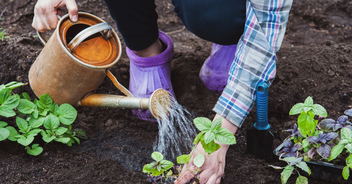 How Often To Water Basil Essential Tips For Flavorful Growth   How Often To Water Basil Essential Tips For Flavorful Growthfb 