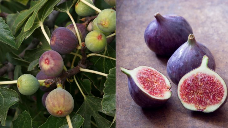 How To Avoid Common Fig Growing Mistakes