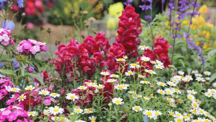 How To Avoid Mistakes When Planting Perennials