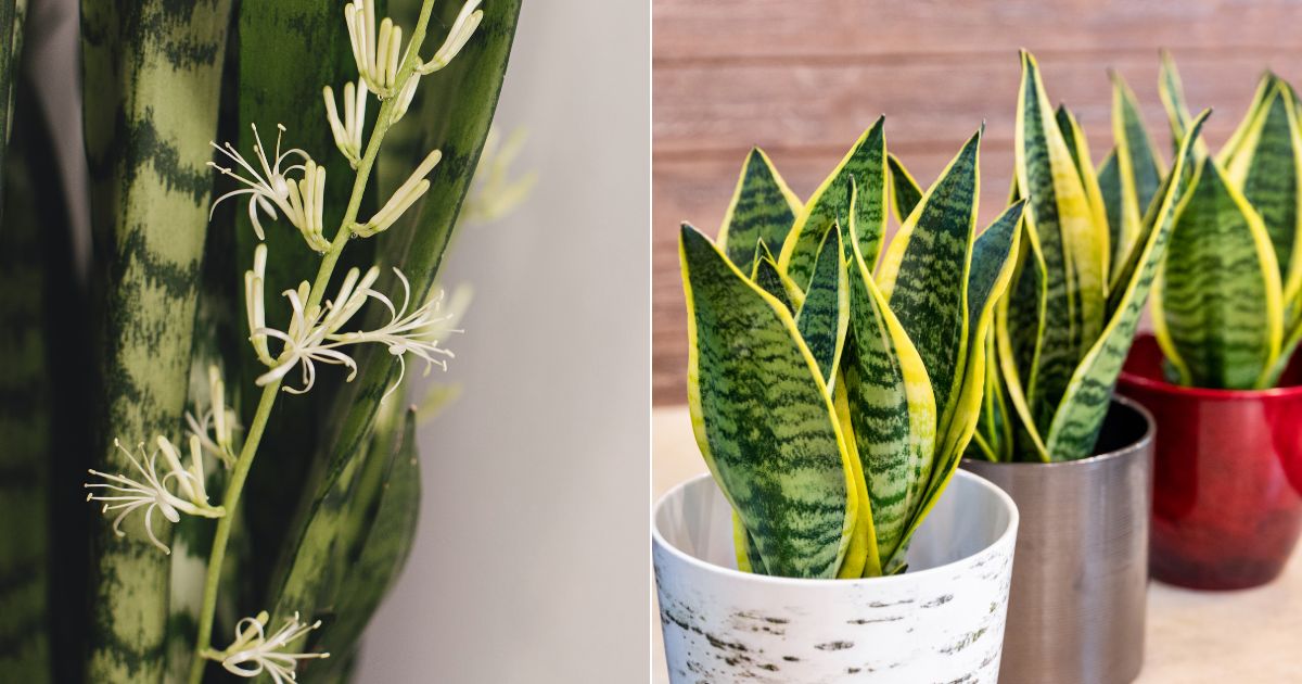 How To Get Your Snake Plant To Bloom