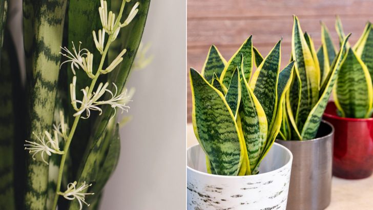 How To Get Your Snake Plant To Bloom