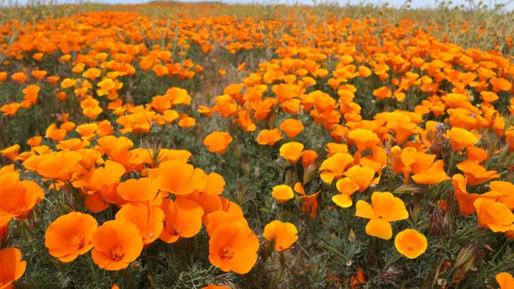 How To Grow And Take Care Of California Poppies