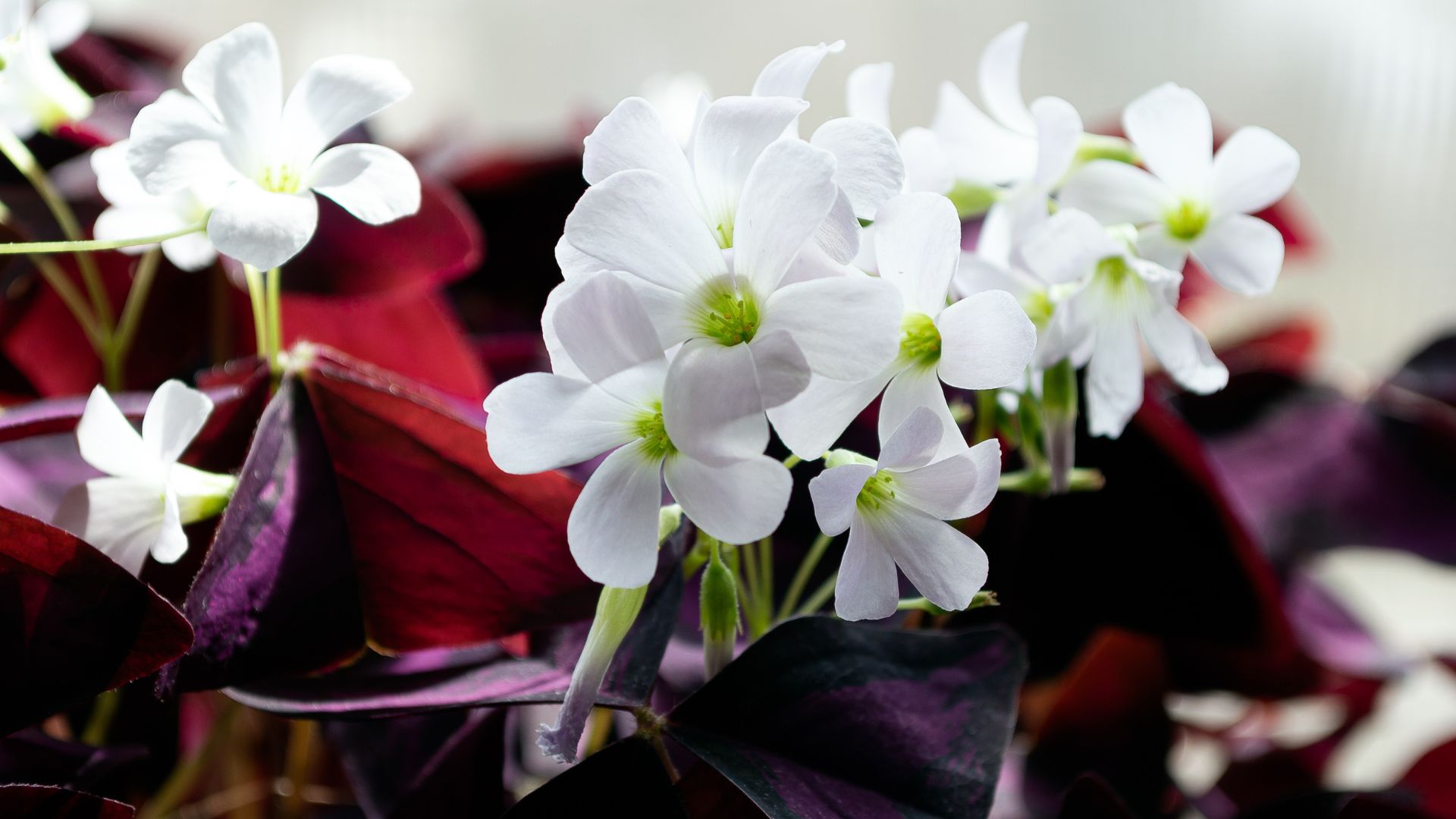 How To Grow & Care For The Oxalis Triangularis
