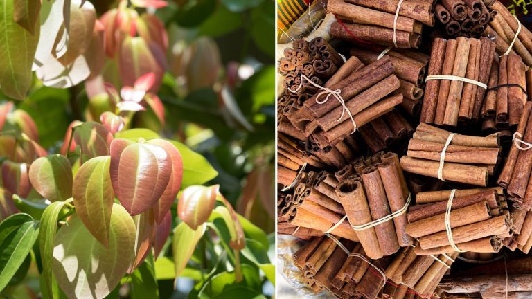 how to grow cinnamon