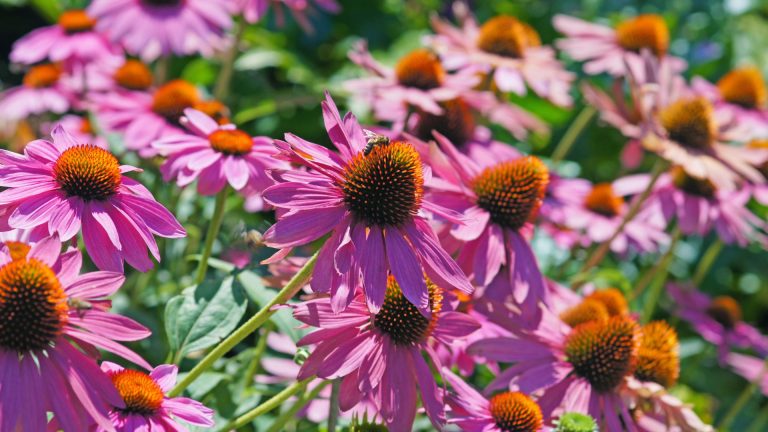 harvesting coneflowers