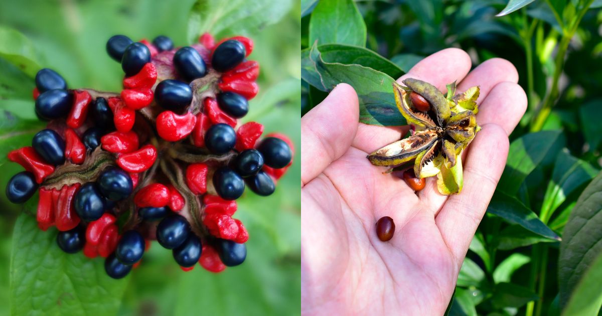 How To Harvest Peony Seeds And Sow Them In Your Garden