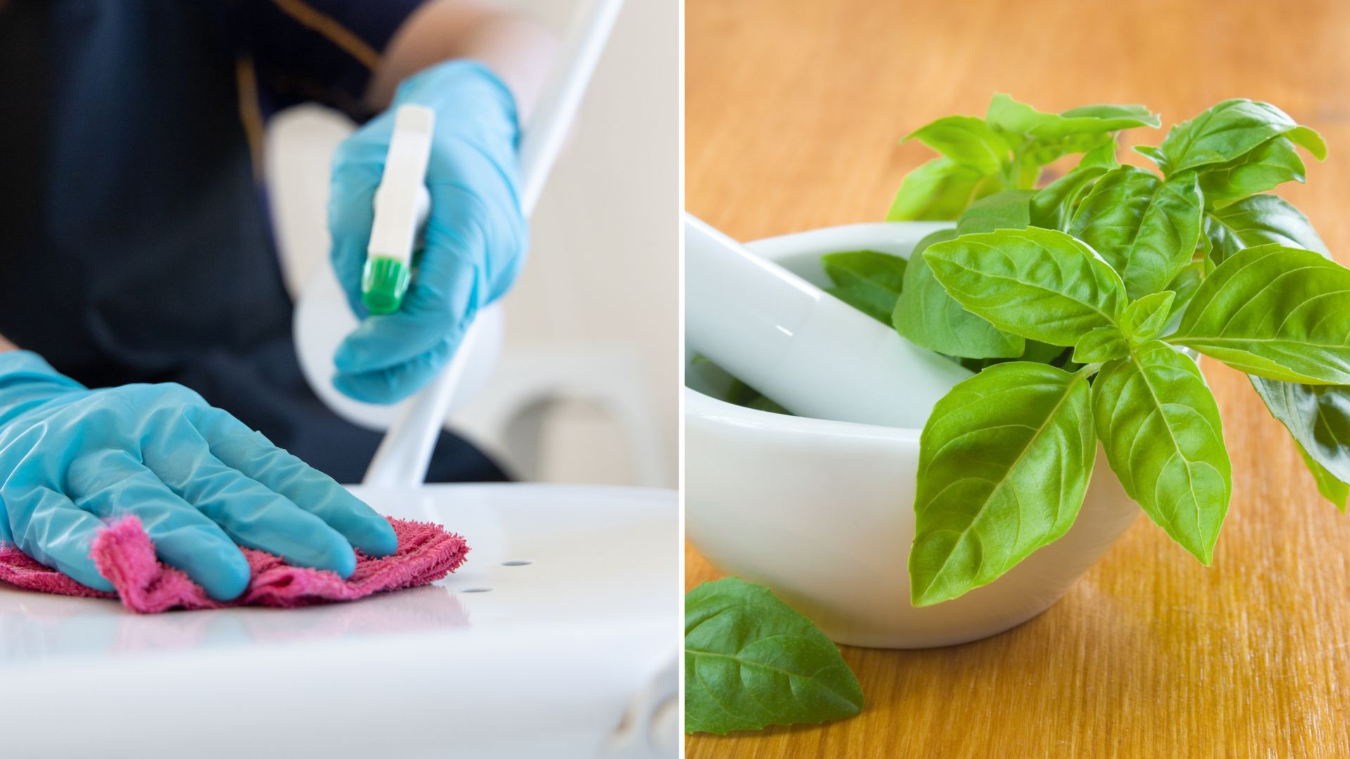 How To Make Basil Cleaning Spray