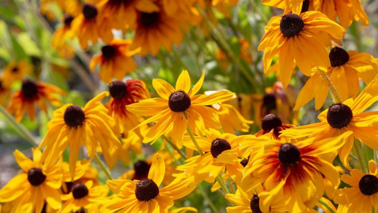 beautiful yellow flowers