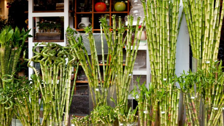How To Propagate Lucky Bamboo Like A Pro