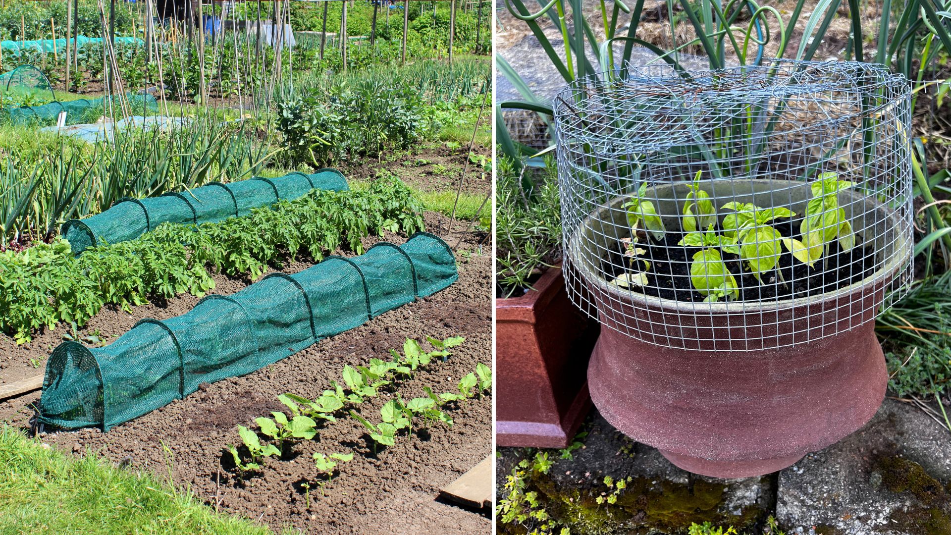 How To Use Cloches And Critter Cages
