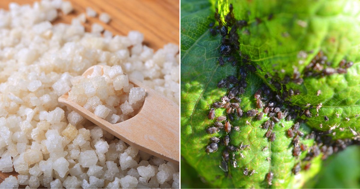 How To Use Epsom Salt To Deter Aphids From Your Garden