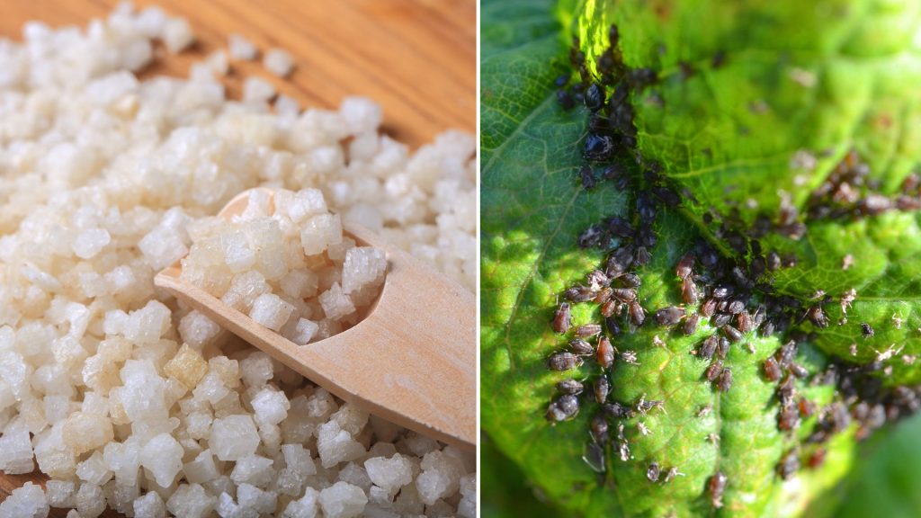 How To Use Epsom Salt To Deter Aphids From Your Garden