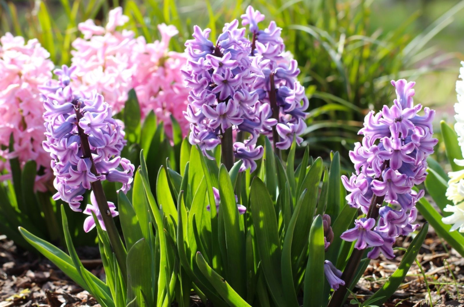 Hyacinths in the sunlight
