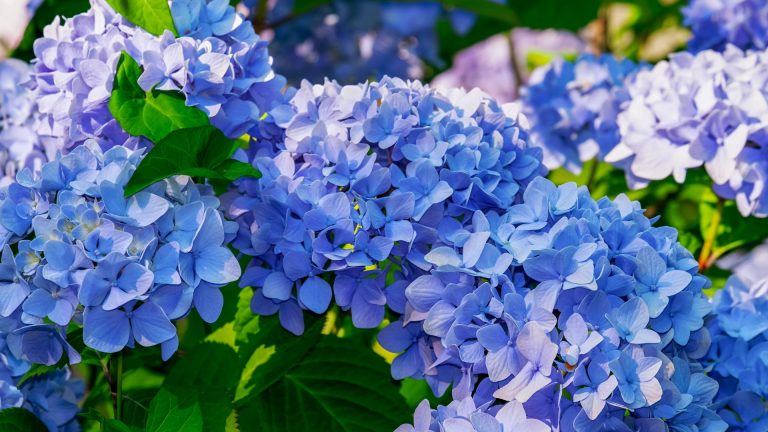 blue hydrangea bush