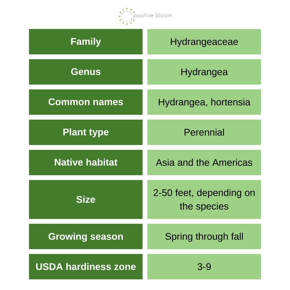 Hydrangea Full Grow Guide (All You Need To Know)1