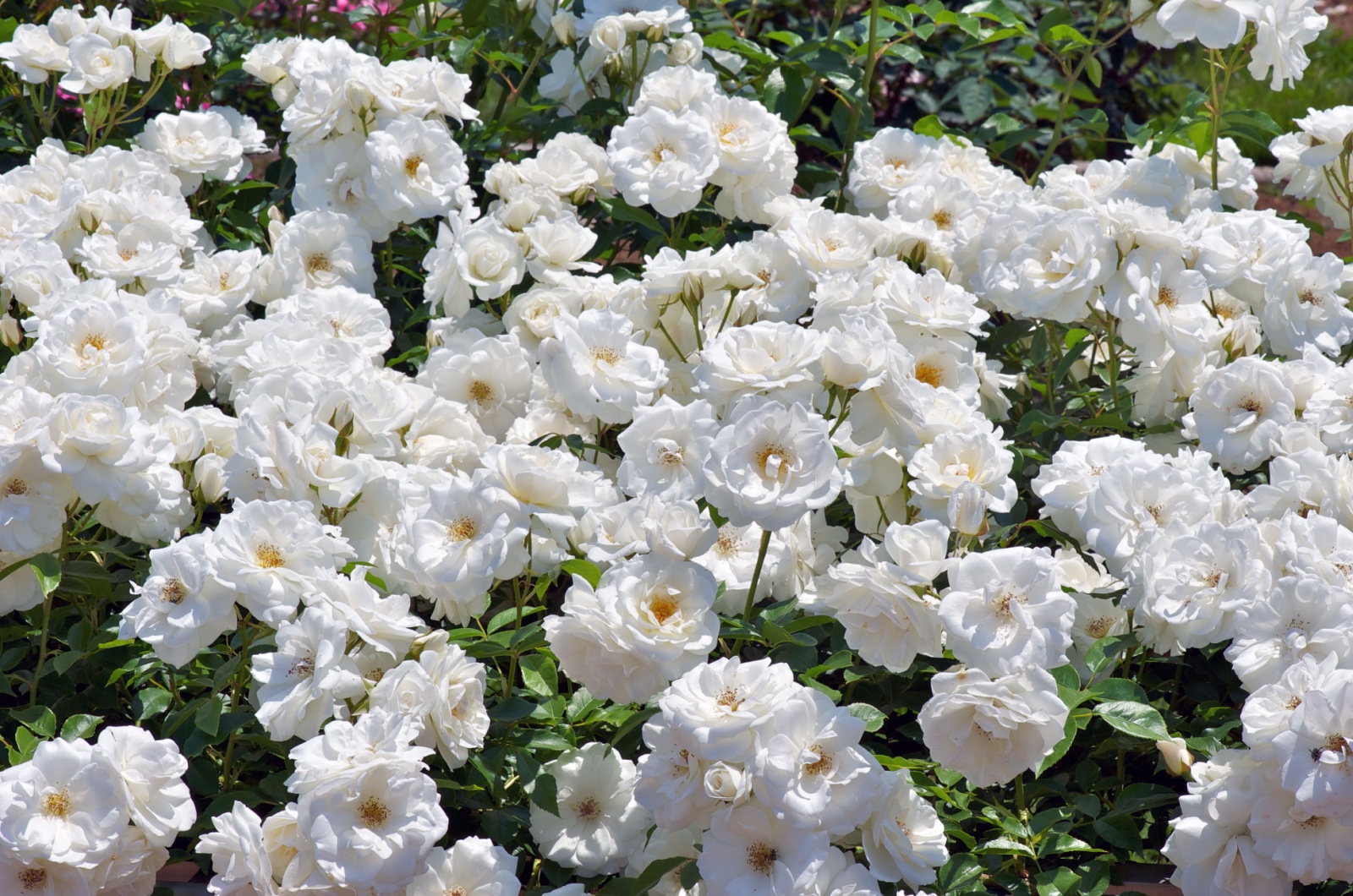 Iceberg roses