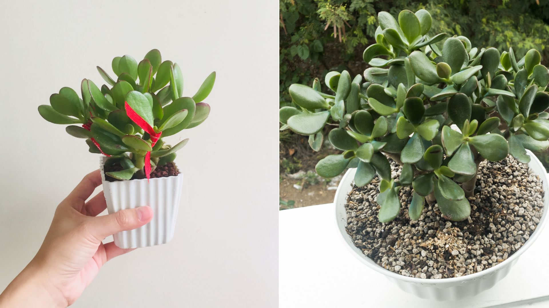 Jade Plant Care Tips Every Grower Should Know