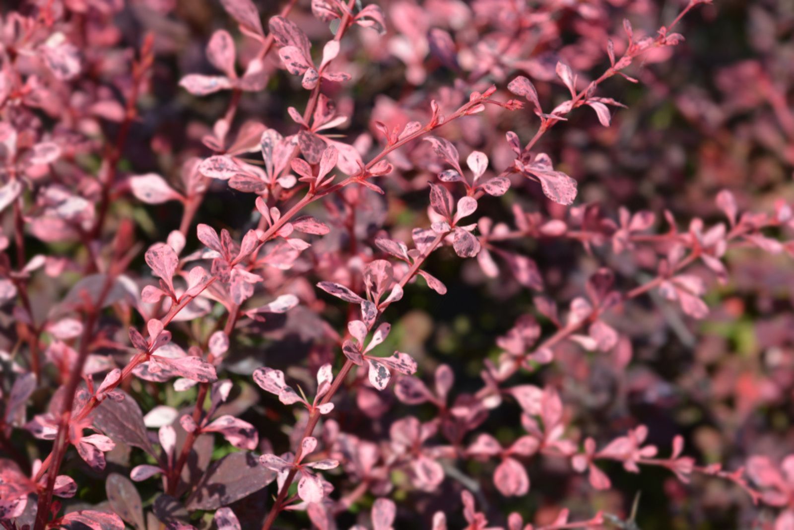 Japanese Barberry