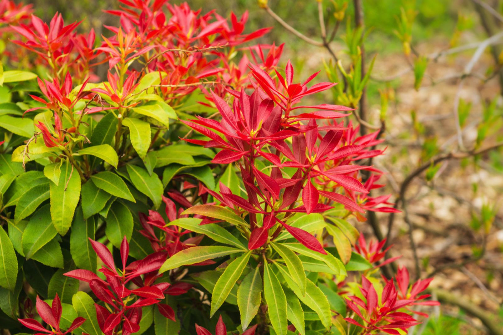 Japanese Pieris