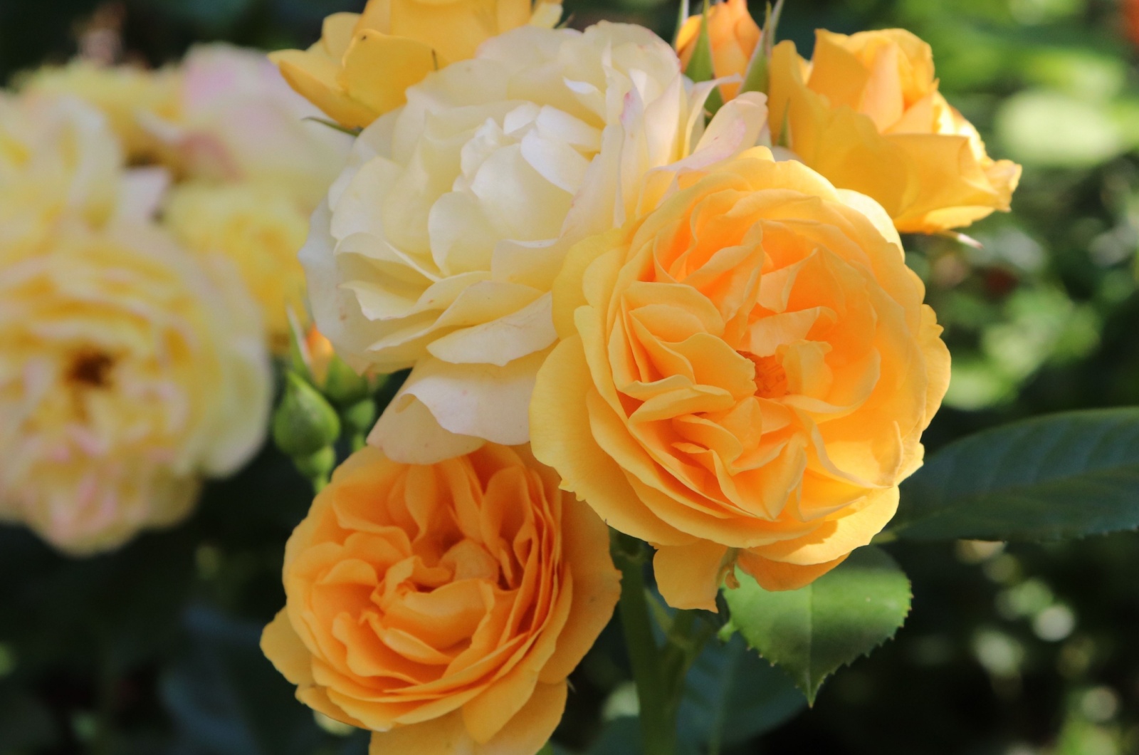 Julia Child roses