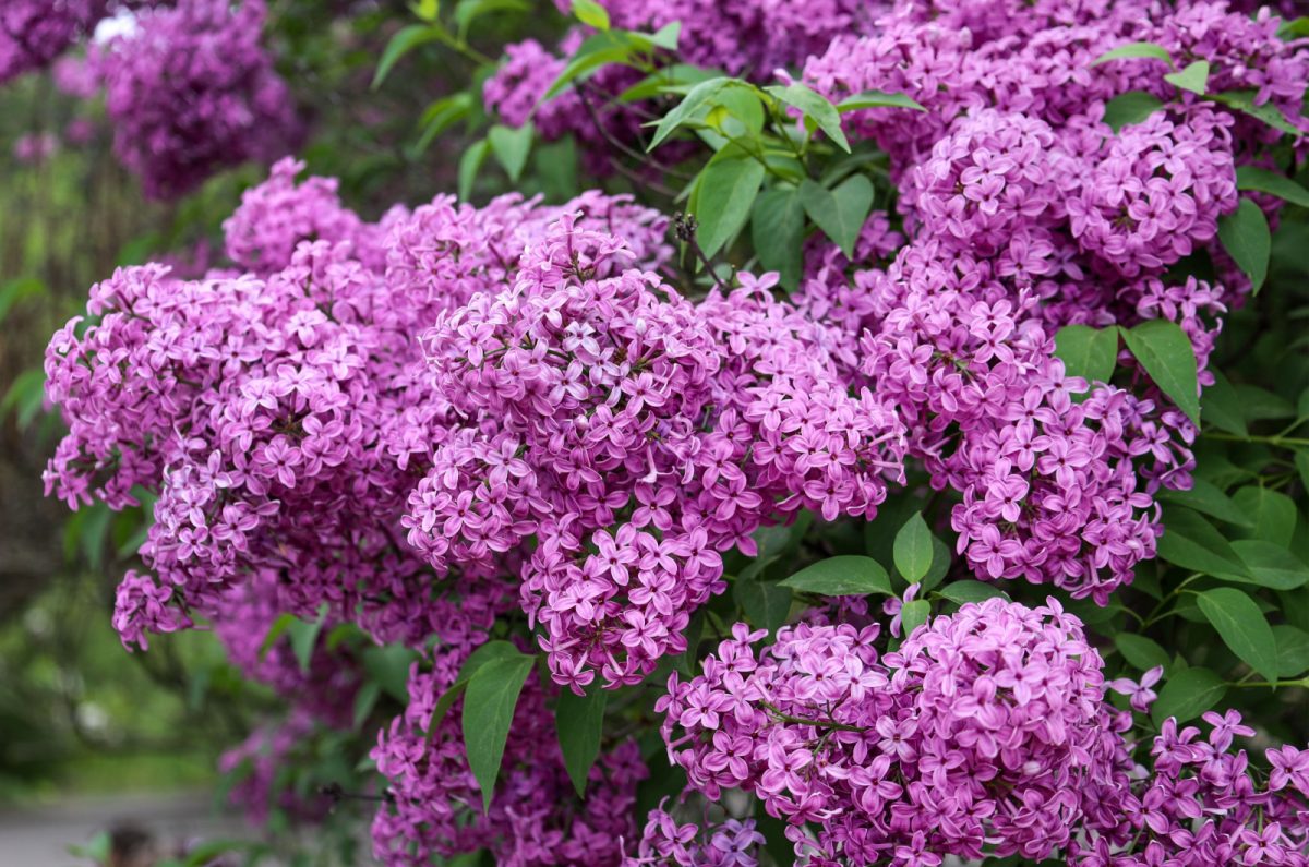 Say Goodbye To Nosy Neighbors With These 6 Flowering Privacy Bushes