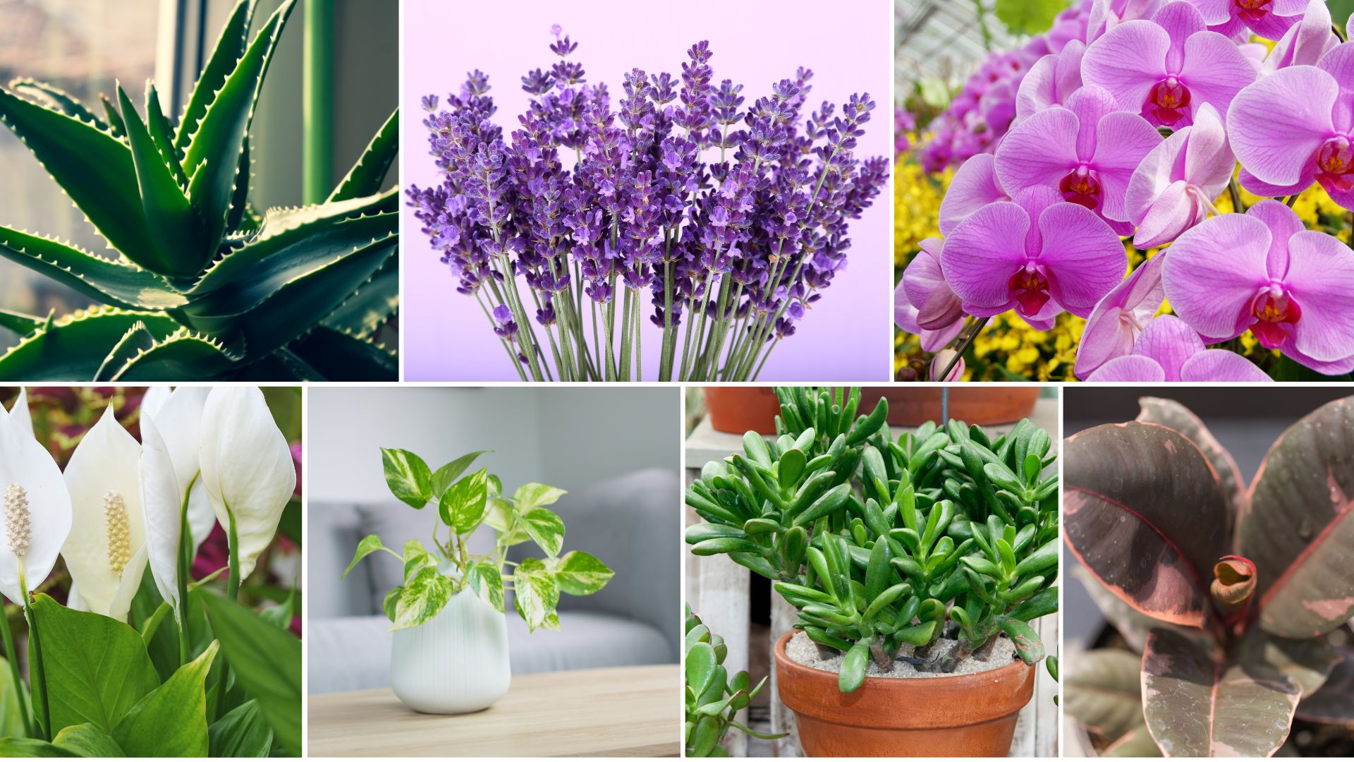 Let’s Find Out Which Houseplants Reduce Stress