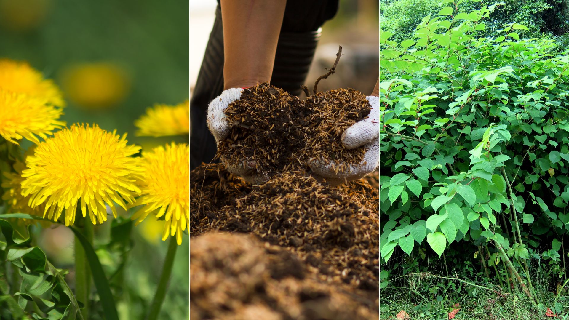 Never Compost These 3 Weeds!
