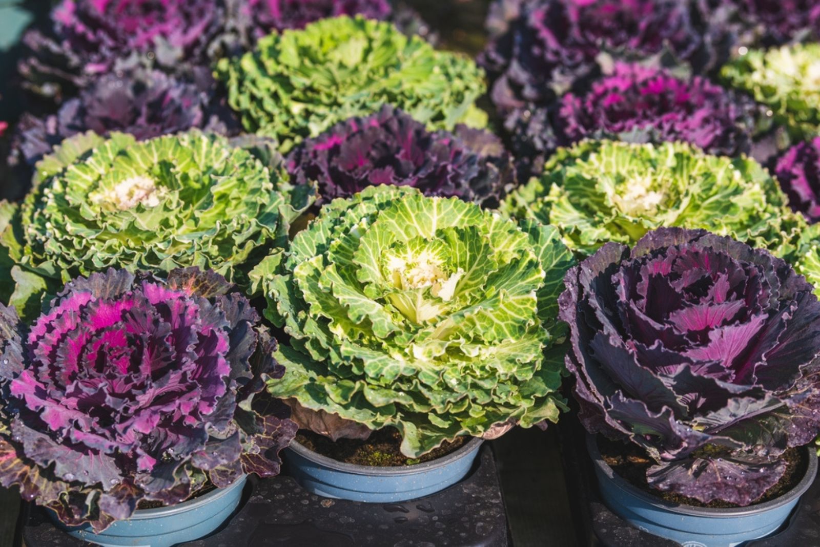 Ornamental Brassicas