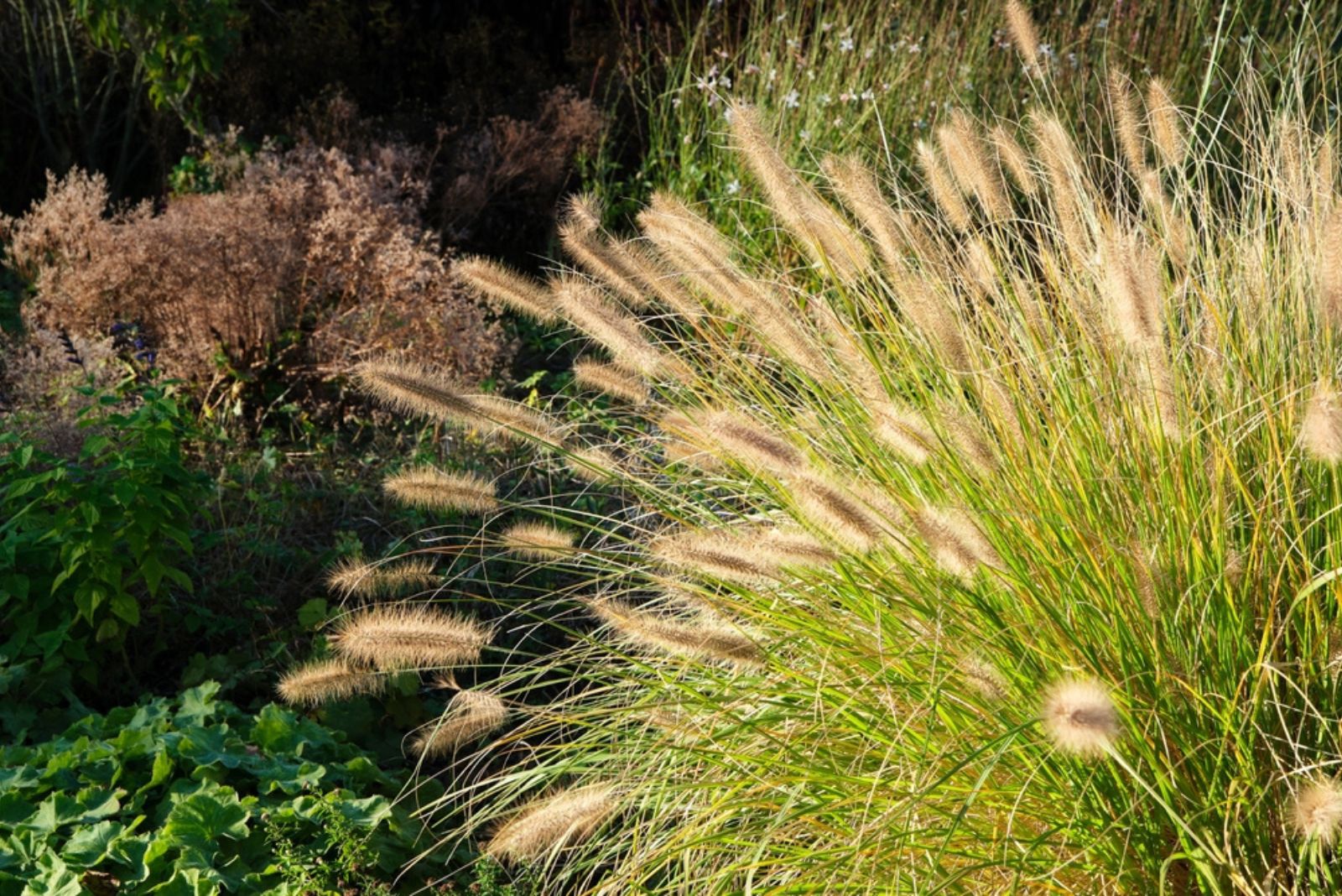 Ornamental Grasses