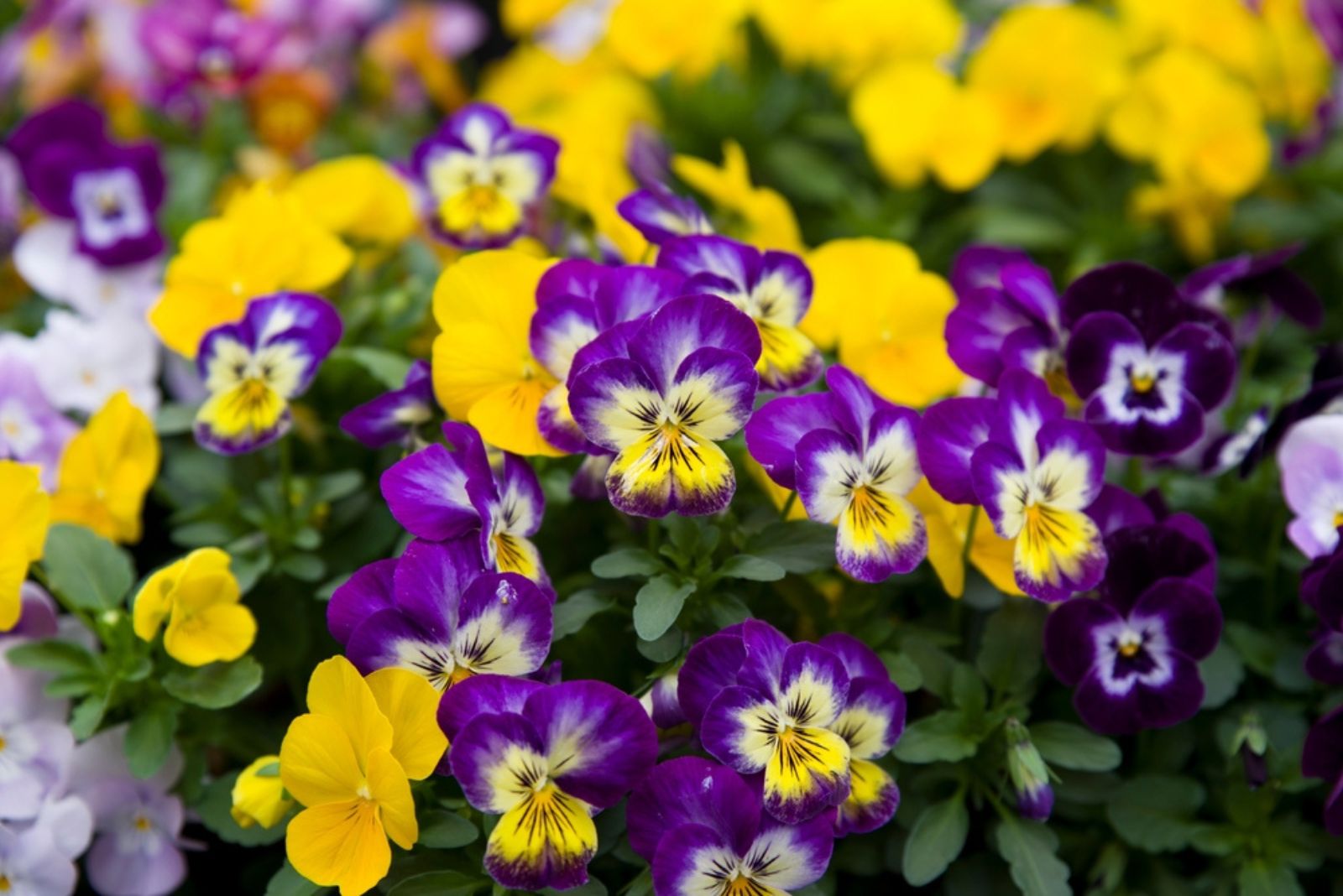 Pansies