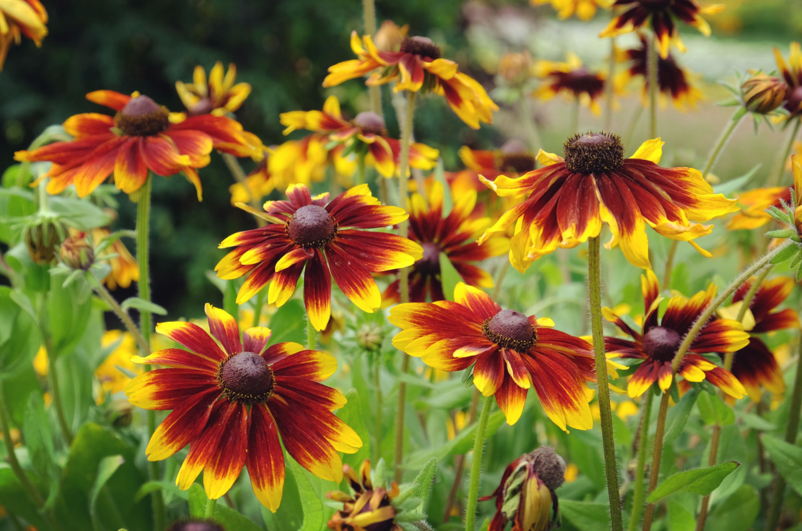 Perennial Rudbeckia