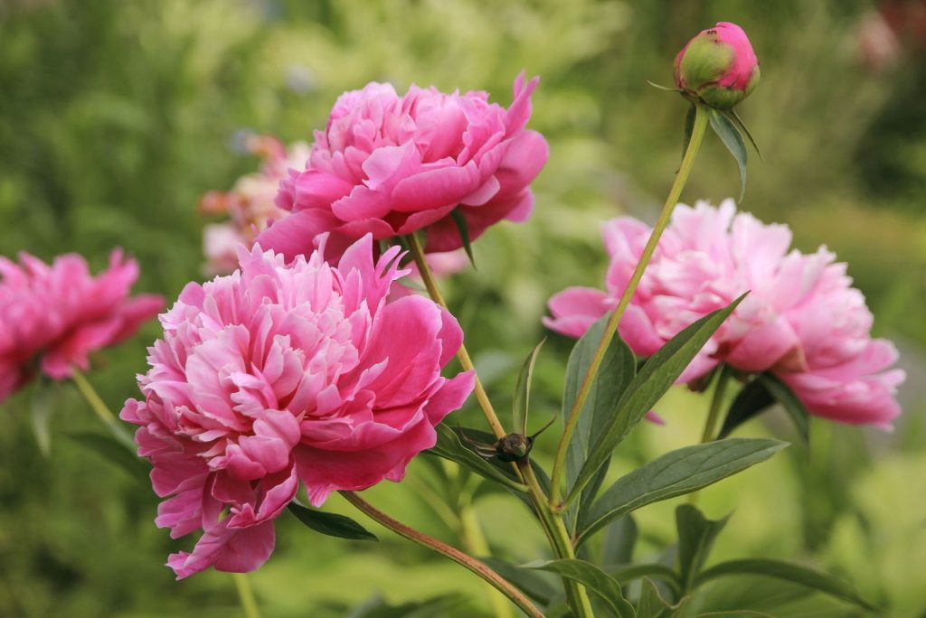 How To Harvest Peony Seeds And Sow Them In Your Garden