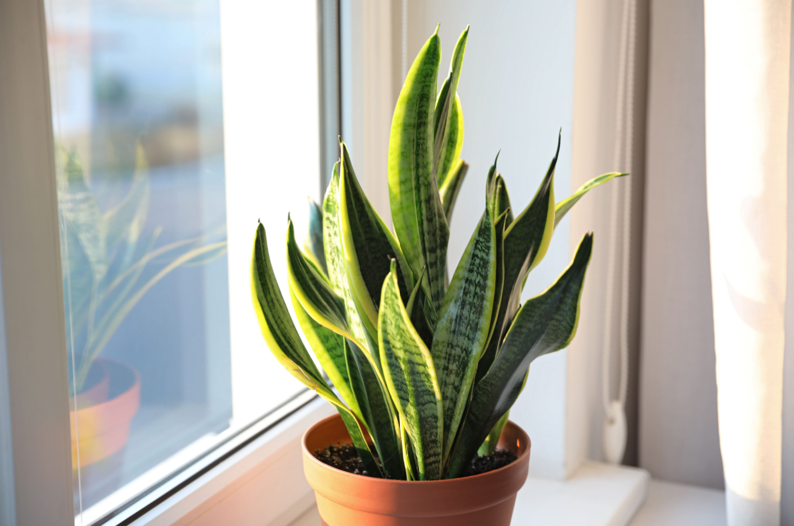 Potted Snake plant near window