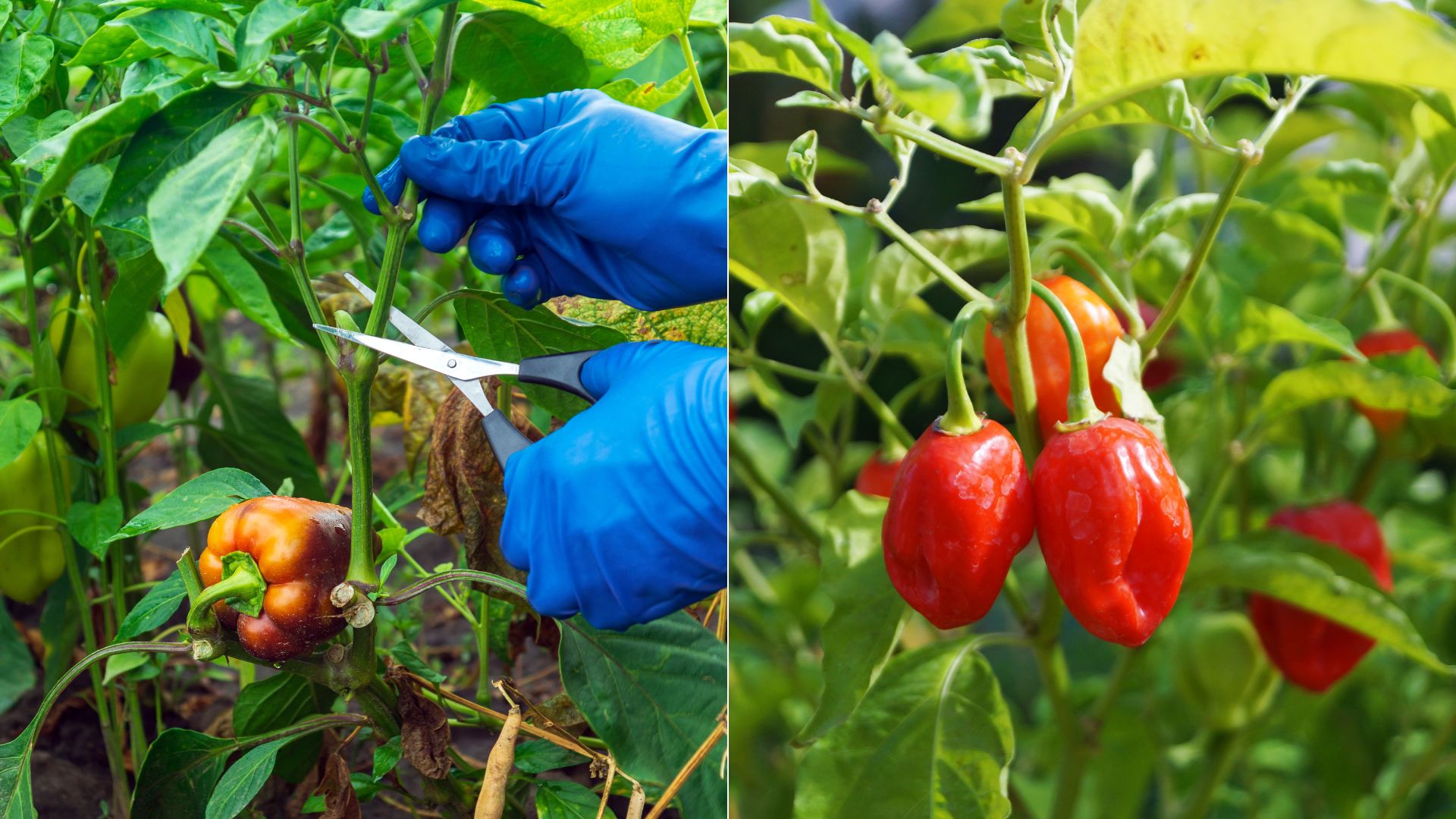 Pruned vs Unpruned Pepper Plants