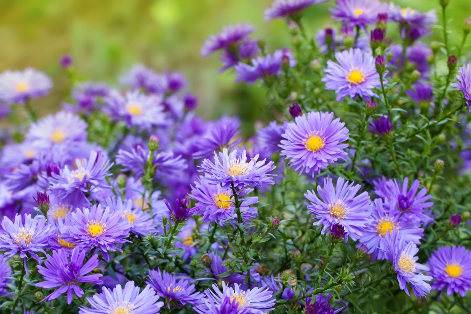 Purple flowers of Italian Asters Granat