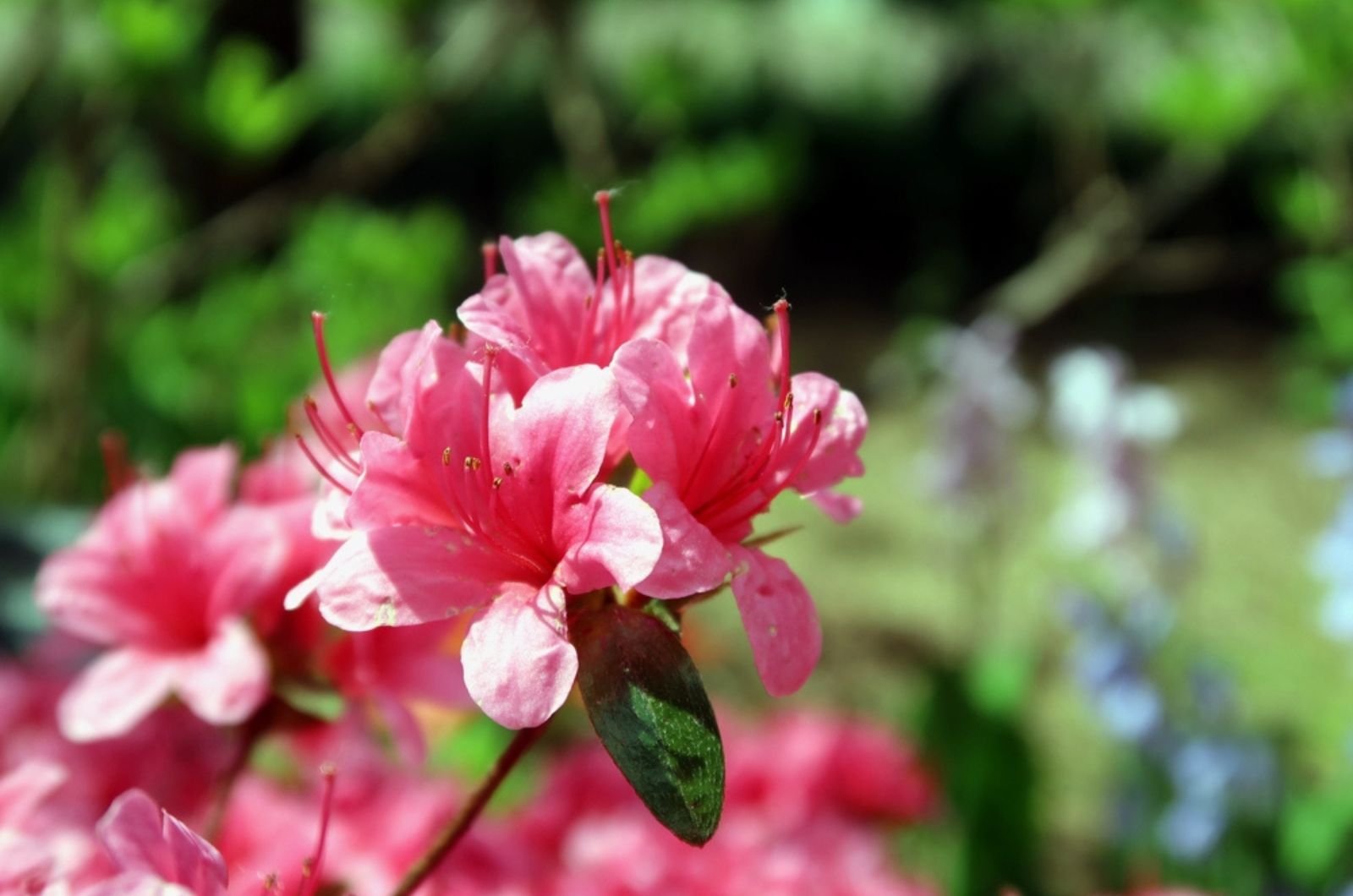 rhodendron molle