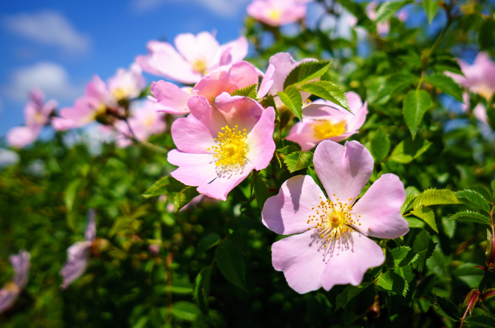 Rosa woodsii