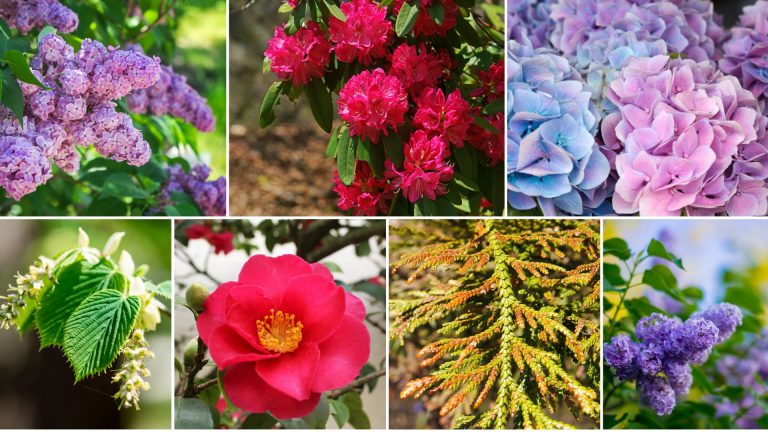 flowering privacy bushes