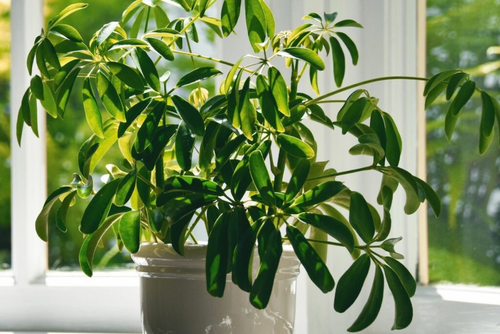 Schefflera