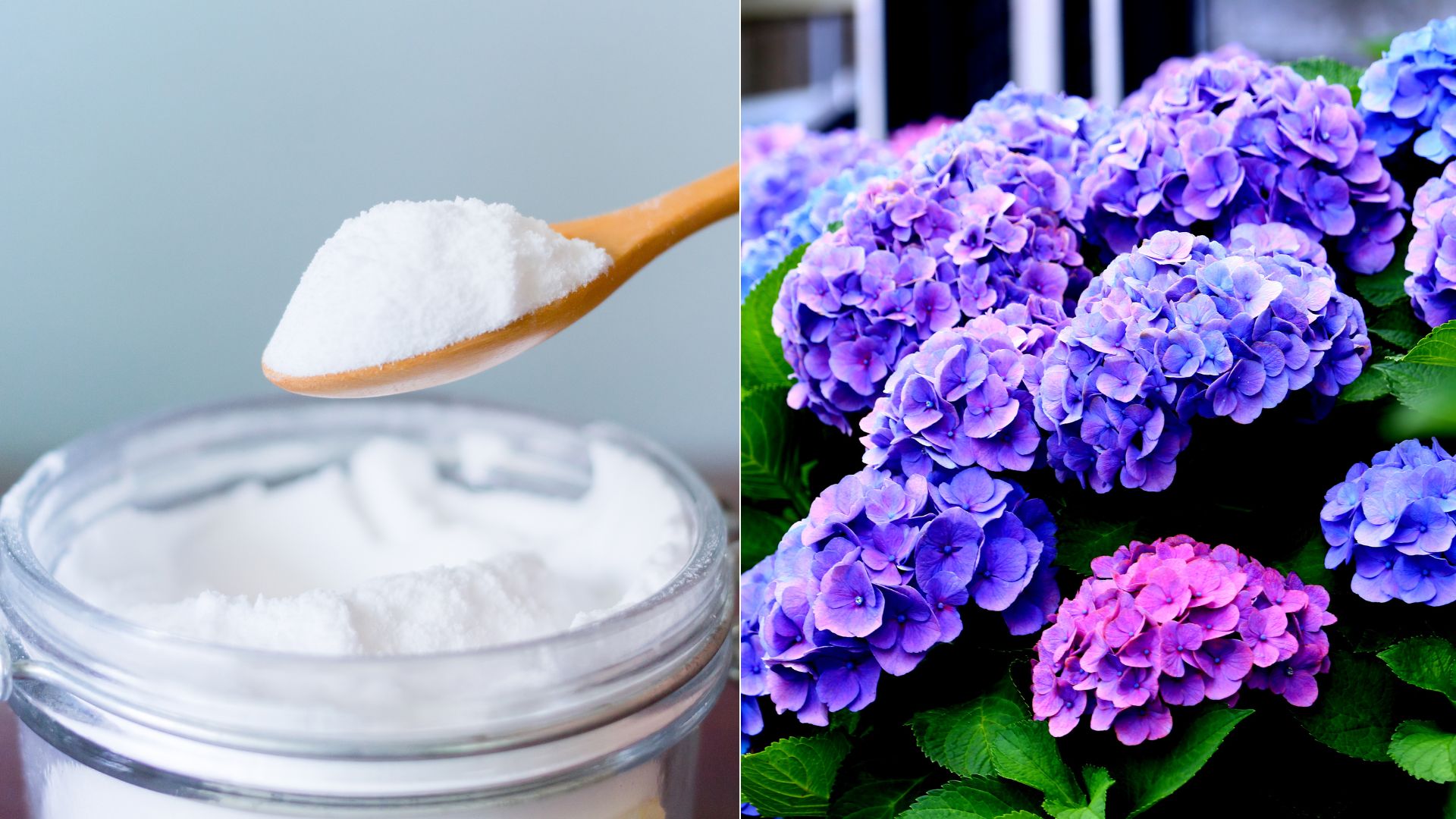 Is Baking Soda Really A Good Choice For Your Hydrangeas?