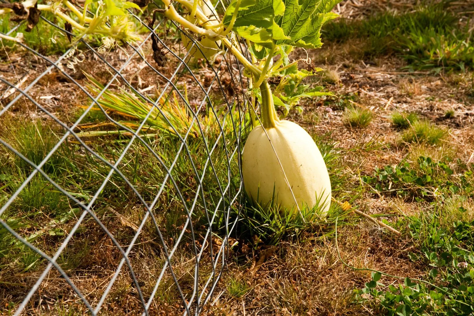 Spaghetti squash in a vegetable garden