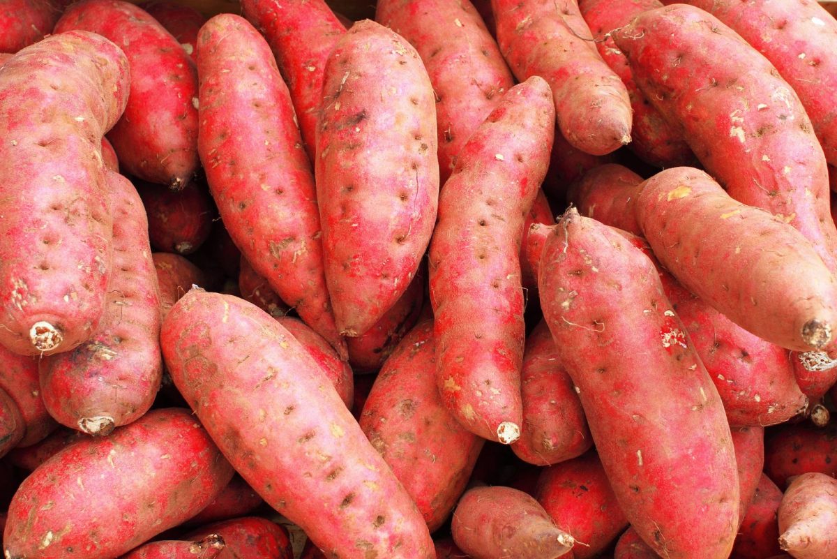 Top Tips For How And When To Harvest Sweet Potatoes