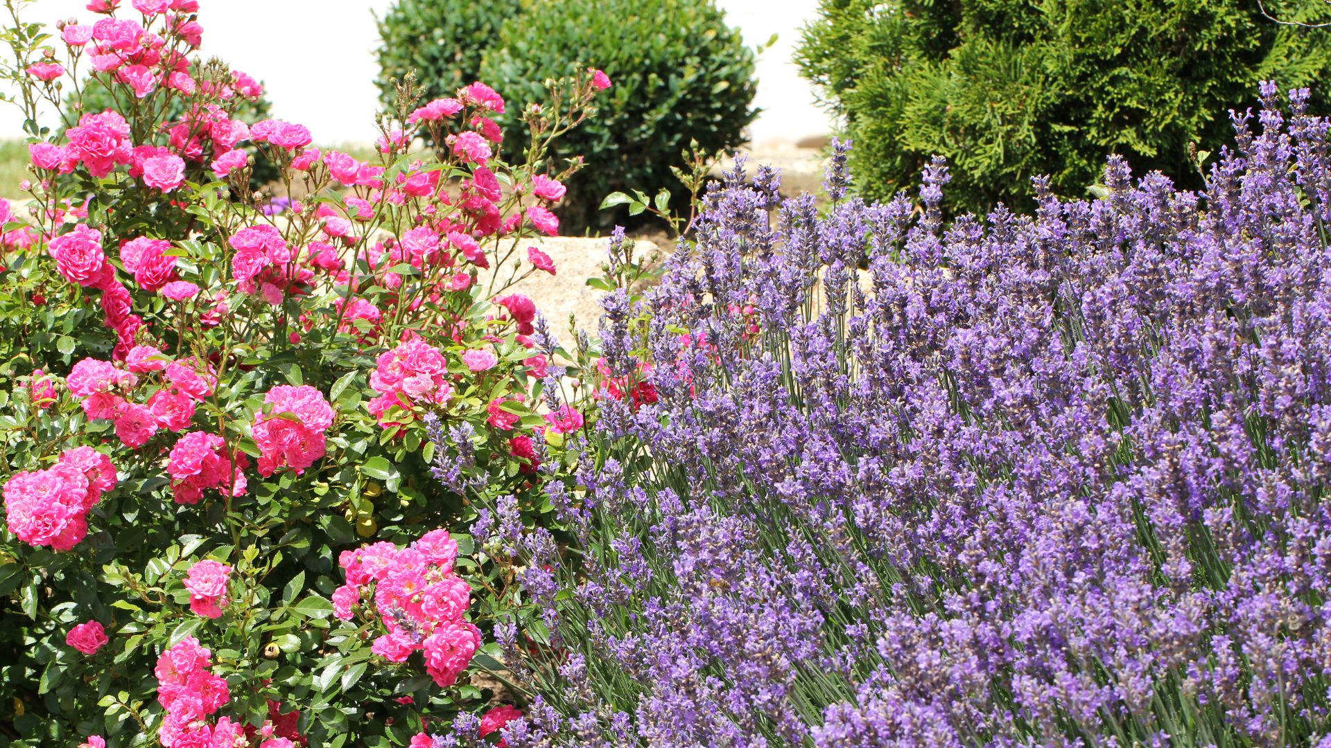 The Benefits Of Planting Roses Next To Lavender
