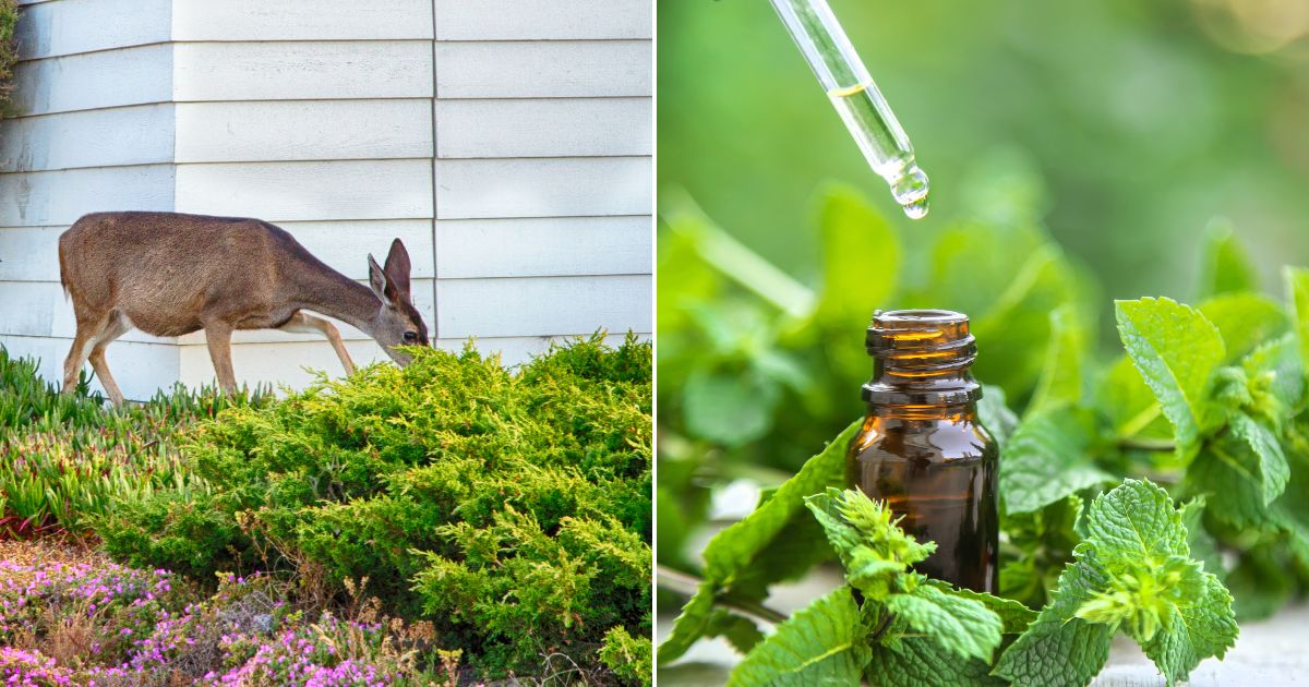 These Natural Deer Repellents Are Already Sitting In Your Kitchen Cabinet