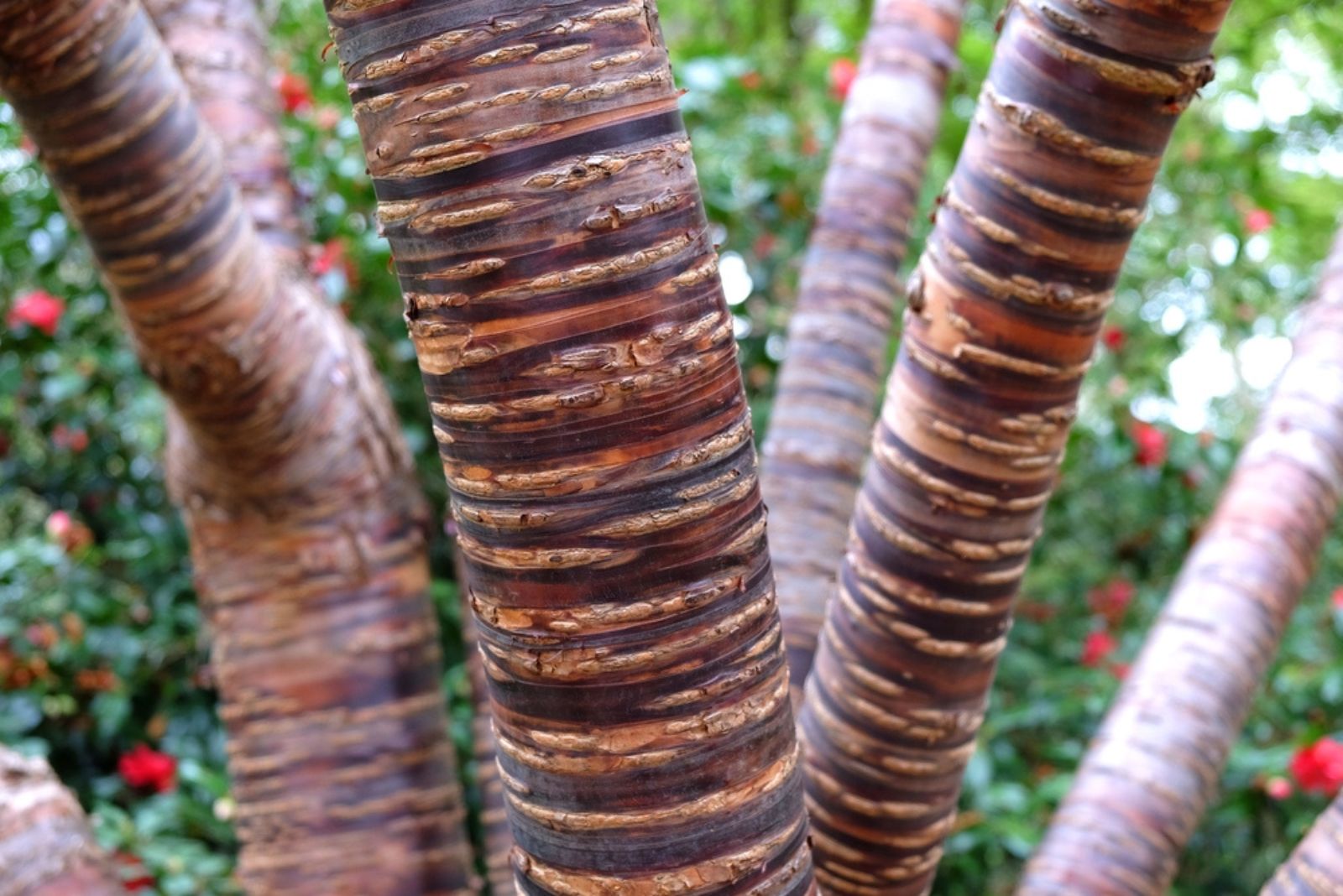 Tibetan Cherry