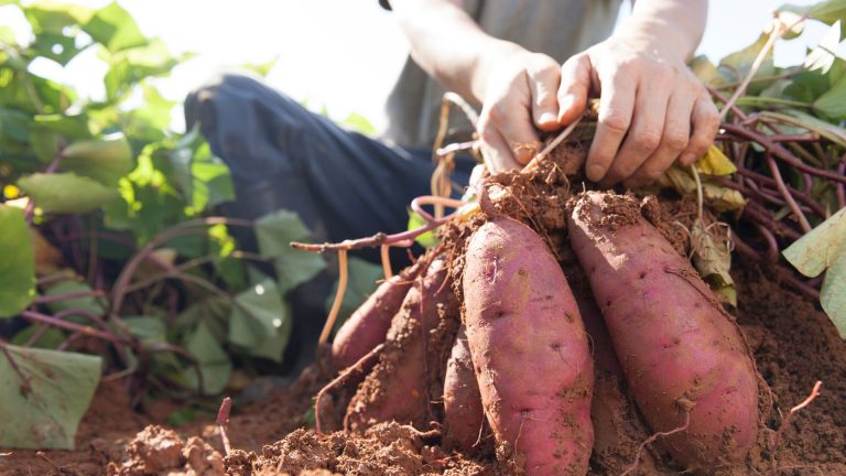 how and when to harvest sweet potatoes