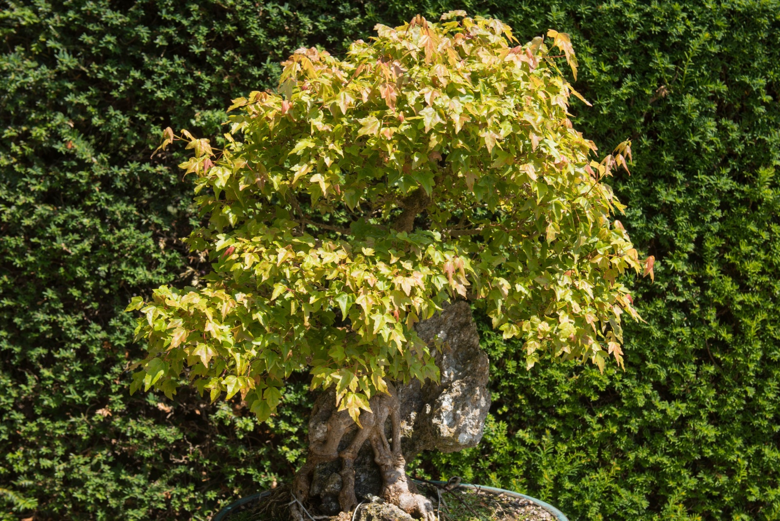 Trident Maple